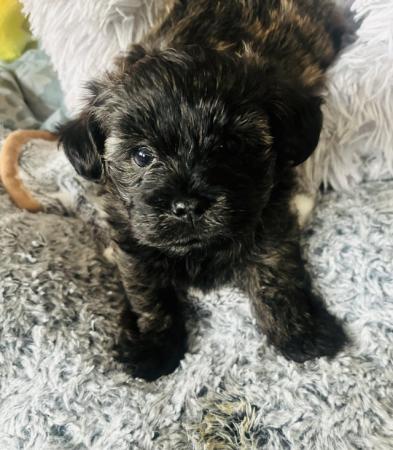 Image 5 of Lhaso chipoo puppies for sale
