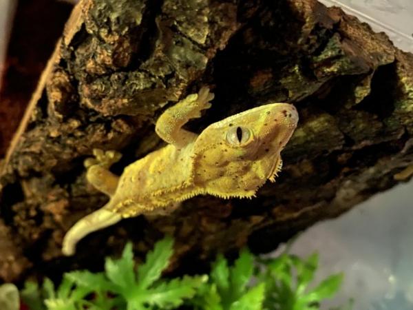 Image 4 of Crested gecko for sale dalmation spots