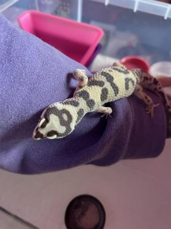 Image 4 of Female Leopard Gecko Bold Bandit No Hets