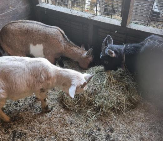 Image 3 of Trio of pigmy goats looking for 5*home