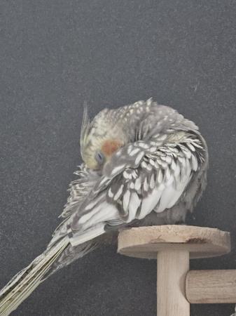 Image 5 of Beautiful male pearl cockatiel for sale