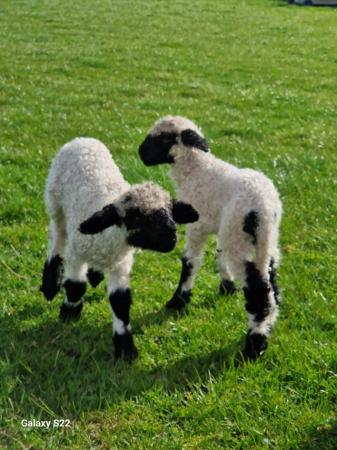Image 3 of Valais blacknose lambs ewes rams and weather's