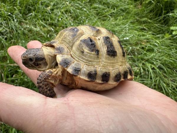 Image 2 of Baby Horsfield tortoises ready to go now