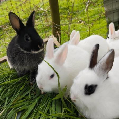 Image 1 of 5 gorgeous baby bunnies for sale