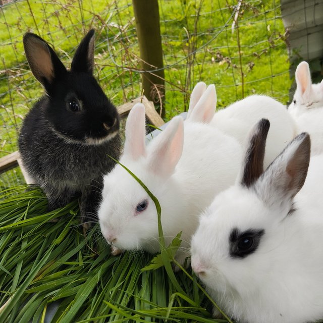 Preview of the first image of 5 gorgeous baby bunnies for sale.