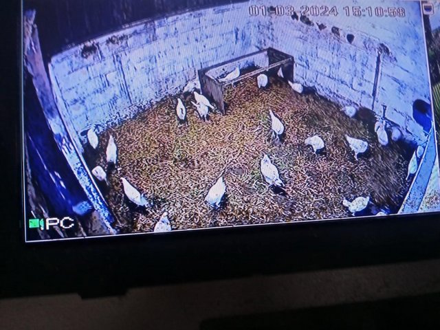 Preview of the first image of chickens pullets avaliable.