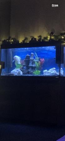 Image 3 of Fluval fish tank 200 l With fish and stand