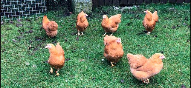 Image 20 of *POULTRY FOR SALE,EGGS,CHICKS,GROWERS,POL PULLETS*