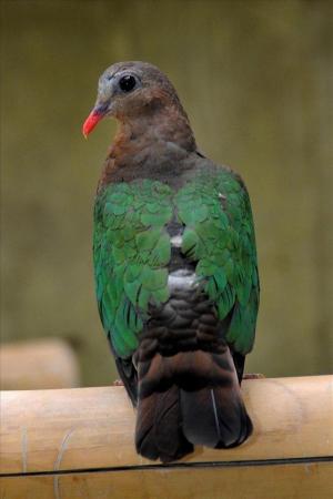 Image 4 of Emerald Doves - Ornamental Aviary Birds - Softbills Pigeons