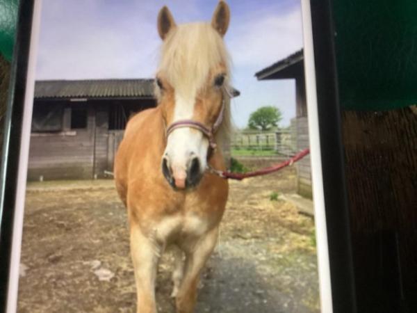 Image 1 of Pure bred haflinger mare