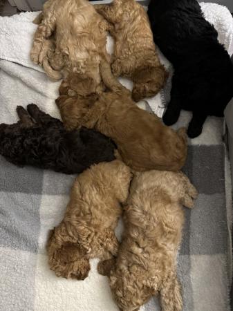 Image 7 of Stunning Cockapoo puppies raised in a family home