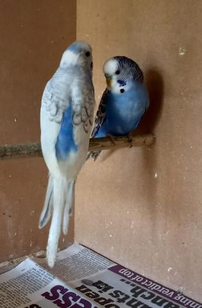 Image 3 of This year's young Budgies.