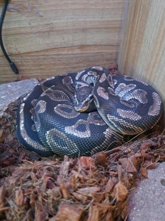 Image 2 of Approx 2 years old , ball python for sale