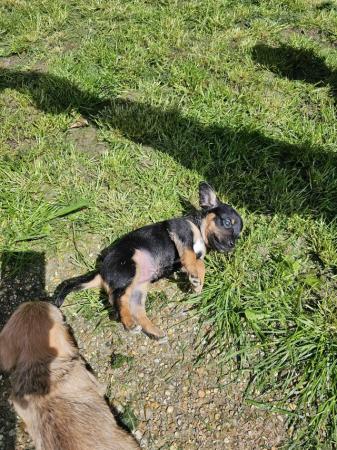 Image 6 of Doxie chon puppies, last 3 left! Reduced