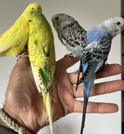 Image 2 of Hand Tame Baby Budgie Parakeets