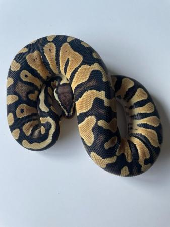 Image 11 of Various royal pythons for sale
