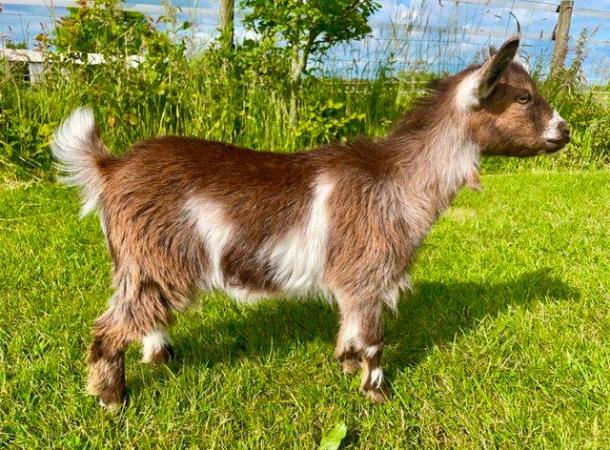 Image 9 of Registered Dwarf Dairy Billy Goat like Nigerian Dwarf Loan