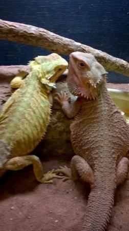 Image 1 of Beautiful Baby bearded dragons for sale
