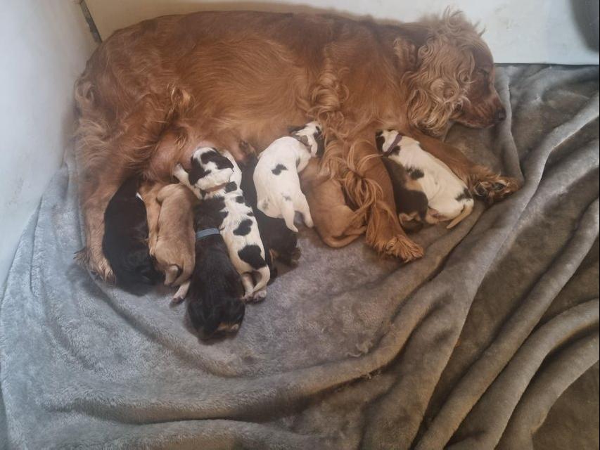 Preview of the first image of Cocker spaniel Beautiful puppies.
