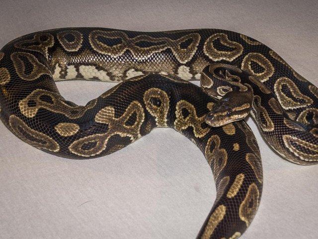Preview of the first image of Male black pastel 100% het pied.