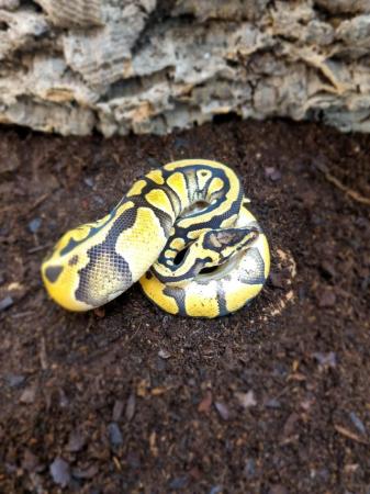 Image 5 of Enchi Pastel Royal Python