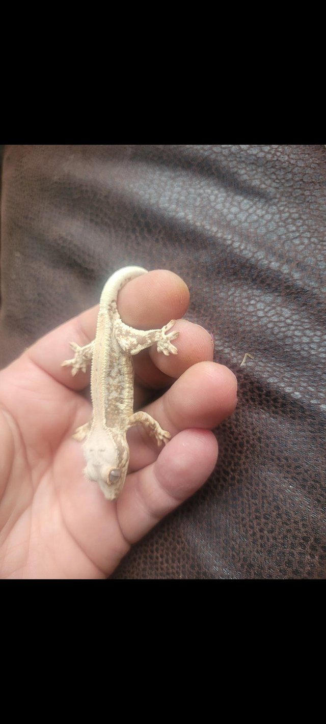Preview of the first image of Female crested geckos available REDUCED.