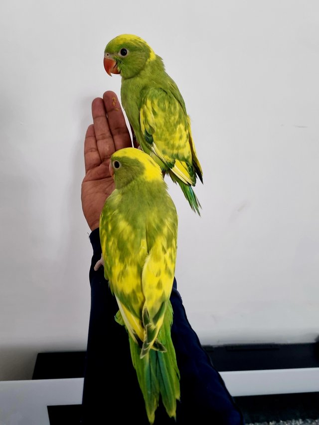 Preview of the first image of Hand reared pied ringneck.