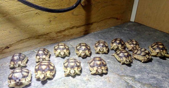 Image 5 of Marginated Tortoise hatchlings for sale