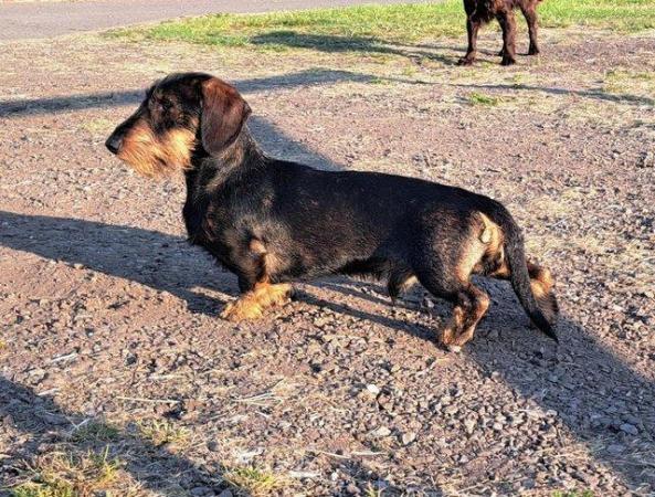 Image 1 of Kc registered Miniature wire haired dachshund (Teckle)