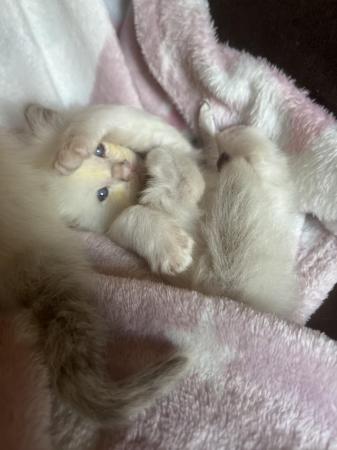 Image 8 of Last Gorgeous lilac male Ragdoll kitten ready now!