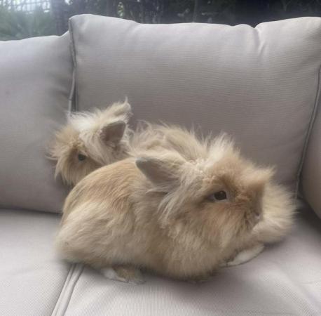 Image 5 of 2 beautiful healthy and loving Lion head rabbits