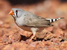 Image 8 of Beautiful Young Zebra Finch PAIRS for Sale