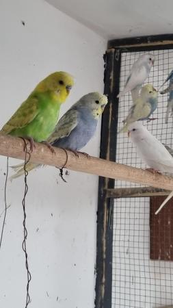 Image 2 of Budgies for sale male & female available