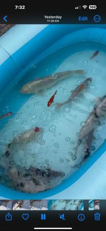 Image 5 of sturgeon And koi And a few other fish job lot
