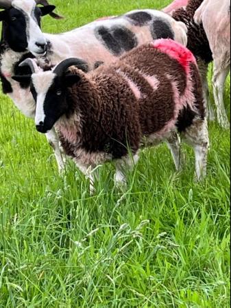 Image 3 of 7 Jacob pedigree, registered, ewe lambs
