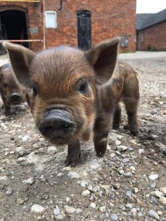 Image 3 of Gorgeous Pure Kunekune piglets for sale