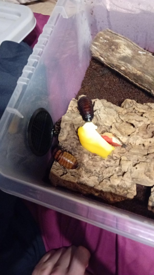 Preview of the first image of Baby hissing cockroaches 10 for 10 pound.