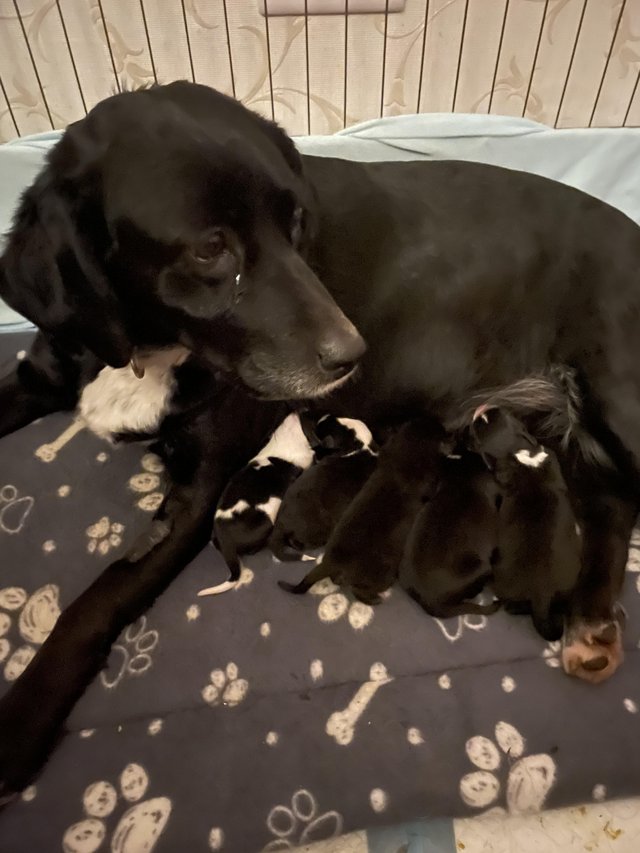 Preview of the first image of Labrador x collie puppies.