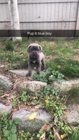 Image 19 of grand champion bloodlines cane corso pups. 10 weeks old.