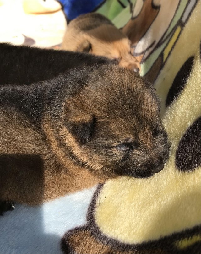 Preview of the first image of German shepherd puppies.