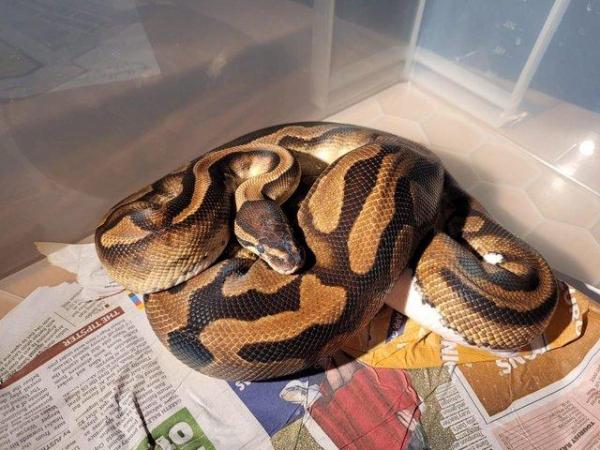 Image 6 of Breeding Size Royal Python Morphs collection (M/F) for sale