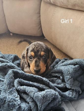 Image 3 of Stunning miniature dachshund dapple girls available