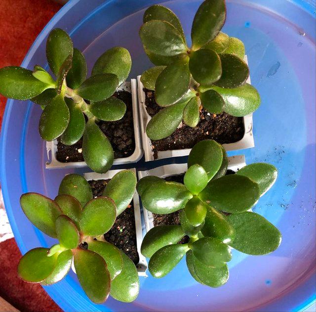 Preview of the first image of COLLUMN JADE (LUCKY MONEY ) PLANT.