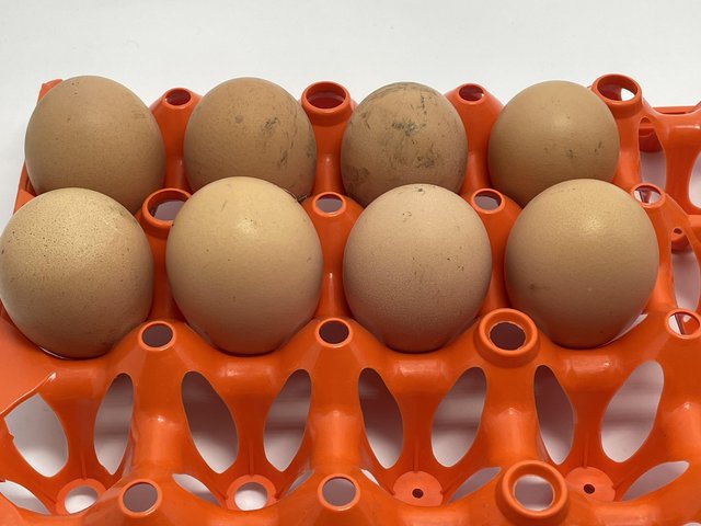 Preview of the first image of Rhode Island Red pure breed hatching eggs.