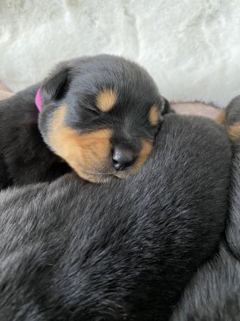 Image 8 of KC registered Rottweiler puppies ready to leave