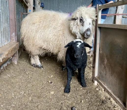 Image 1 of Valais x ewe with dutch spotted x lamb