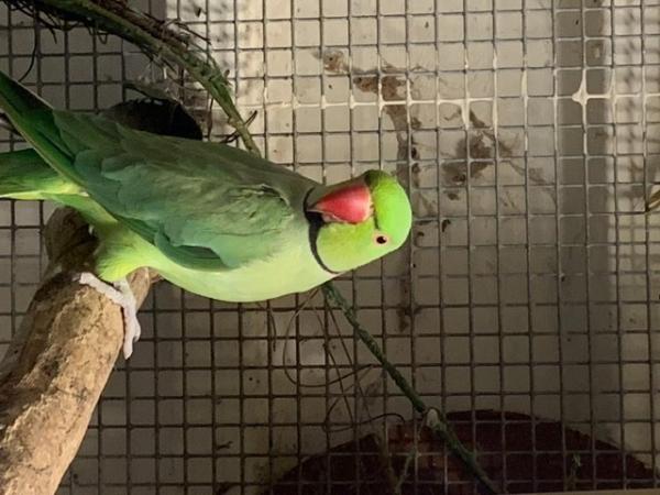 Image 3 of ring necks parrots for sale