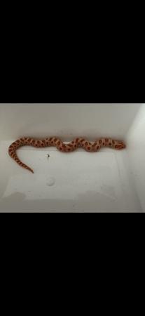 Image 3 of Hatchling CB24 Red Albino hognose