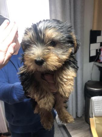 Image 10 of Yorkshire terrier puppies