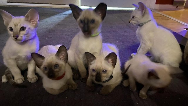 Image 33 of Exceptionally beautiful and silky soft GCCF siamese kittens